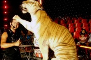 Tigre mata a su domador en circo en México