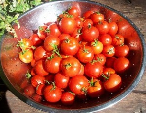 Los tomates orgánicos son más pequeños, sabrosos y nutritivos