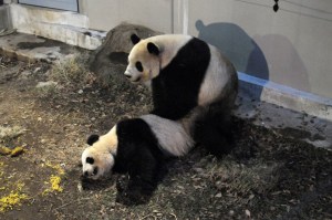 Los pandas gigantes de Tokio se acoplaron