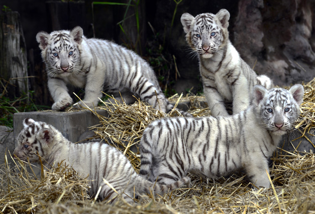 Nacieron cuatro tigres de Bengala en el zoológico de Buenos Aires (fotos)