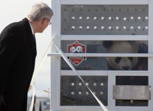 Llegan a Canadá dos pandas gigantes prestados por China (Fotos y Video)