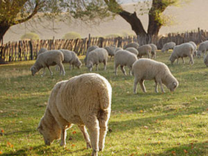 París va a probar ovejas para cortar la grama