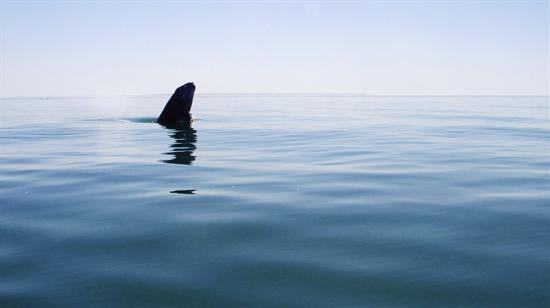 La ballena gris encuentra refugio en las costas mexicanas (Fotos)