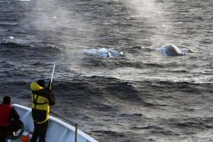 Rastrean ballenas azules a través de su canto en la Antártida
