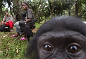 Tráfico amenaza a los chimpancés y otros primates