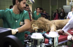 Operaron con éxito a león de 218 kilos que sufría infección bucal