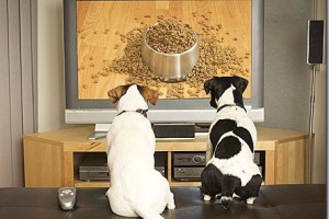 Perros ya cuentan con su propio canal en TV