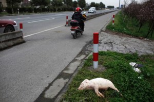 Hallan tres mil cerdos muertos en río de Shanghái (Fotos)