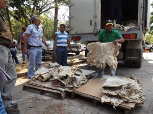 Más de 560 kilos de chigüire fueron decomisados en Carabobo