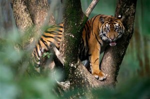 Tigre en peligro de extinción mata a agricultor