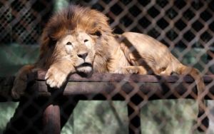 León mató a voluntaria durante prácticas en un zoológico