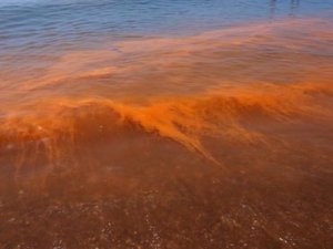 La marea roja causa un récord de muertes de manatíes en Florida