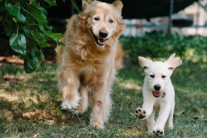 Test para conocer qué clase de canino pega contigo