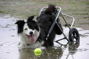 Al rescate de las mascotas discapacitadas (FOTOS)