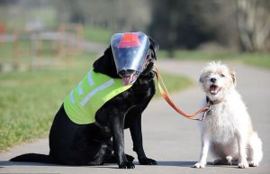 Labrador ciego tiene su propio perro guía (FOTO)