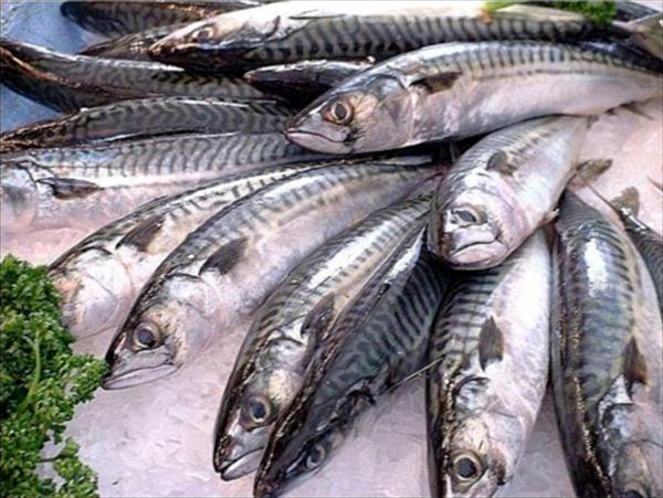 Escasez de pescado preocupa a comerciantes en Ciudad Bolívar