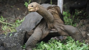 Trasladan restos de tortuga emblema de Galápagos para ser embalsamada en EEUU