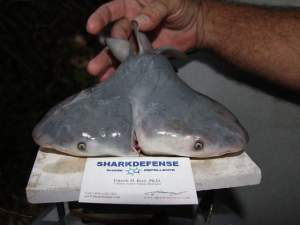 Hallan feto vivo de tiburón con dos cabezas (Fotos)