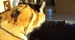 Esto es lo que pasa cuando tienes un tigre en tu apartamento (Video)