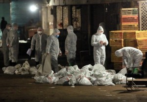 Virus H7N9 vuelve a matar en China, sacrifican aves y cierran mercados