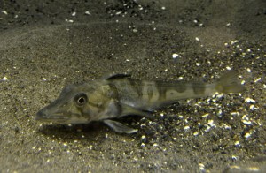 El acuario de Tokio presenta un pez con sangre transparente único en el mundo (Fotos)