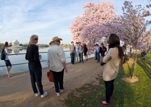 Los cerezos japoneses de Washington (Fotos)