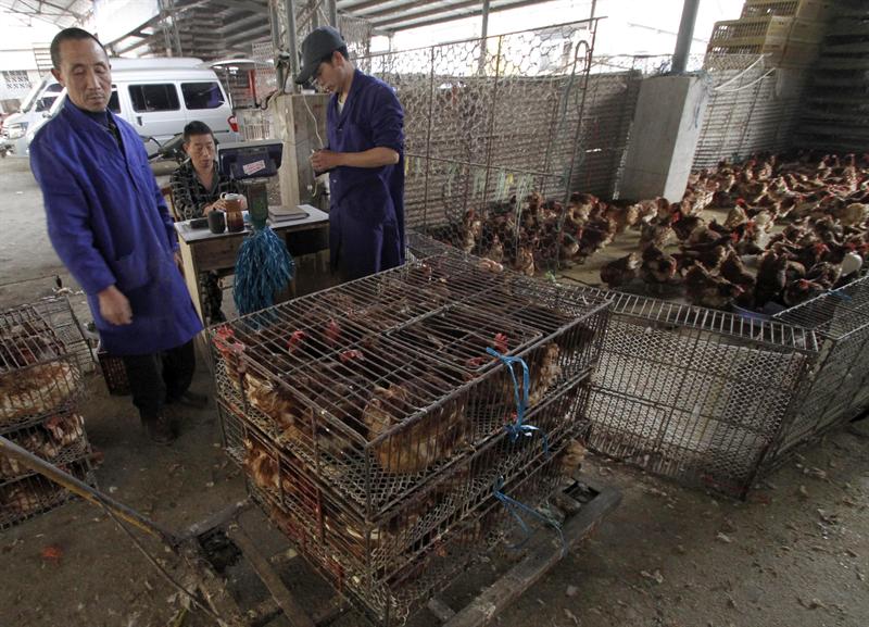 China cierra todos sus mercados de aves vivas tras hallar en uno el H7N9