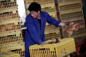 Seis muertos y 16 ingresados por gripe aviar H7N9 en el este de China