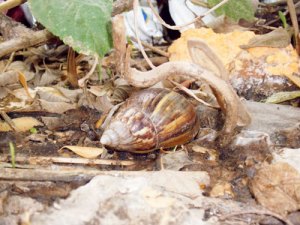 Disminuye el número de caracoles africanos en Florida