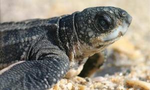 Crean santuario de tortugas para luchar contra su tráfico ilegal