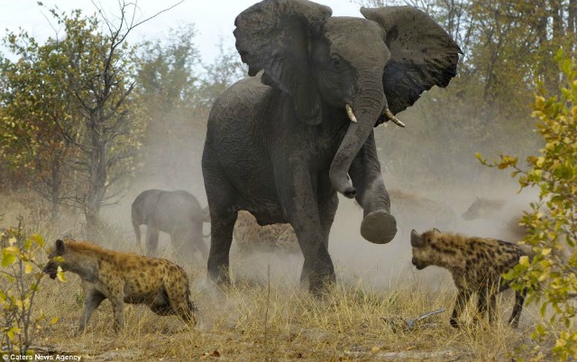 Elefante salva a su bebé de las hienas (FOTOS)