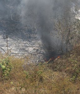 Incendios forestales tienen en jaque a la Isla