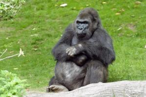 A los 40 años, murió primer gorila nacido en zoológico de Nueva York