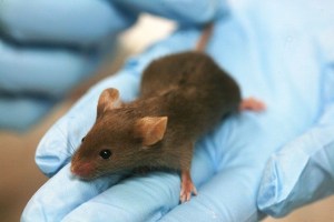 Científicos aseguran haber curado un cáncer de mama en ratones