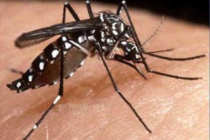Casos de dengue en Venezuela suben de cinco a 40 casos semanales