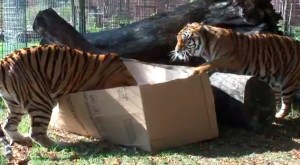 Los grandes felinos también están obsesionados con las cajas (Video)