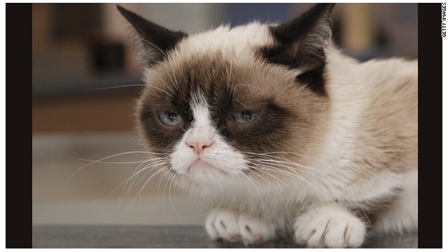 Conozca a Grumpy Cat, la más famosa de internet