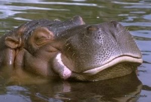 Se reservan el pronóstico de un hipopótamo tras ser agredido en un zoológico salvadoreño