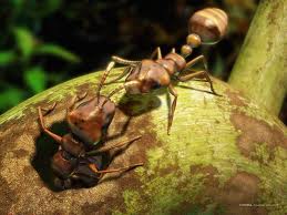Un tipo de hormiga roja puede ayudar a predecir terremotos, según un estudio