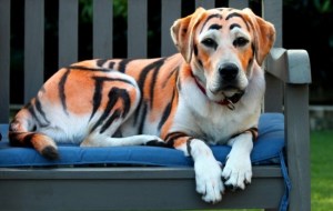 ¿Un labrador pintado de Tigre? (FOTO)
