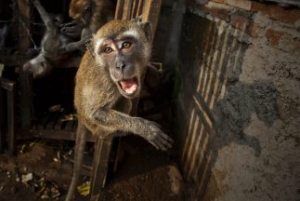 Muere un bebé por el ataque de un mono en Indonesia