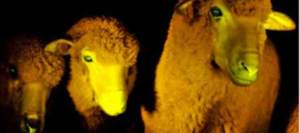 En Uruguay clonan unas ovejas… ¿fluorecentes? (Foto)