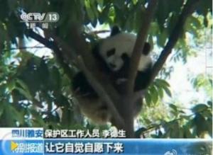 Foto de panda aterrado tras terremoto en China da la vuelta al mundo