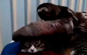 Oso perezoso aplica masaje a gato (Video)