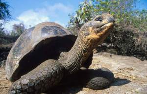 Tortugas gigantes serán liberadas en Islas Galápagos