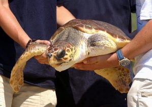 Intensa ola de frío “congeló” a tortugas marinas rescatadas en Texas (Video)
