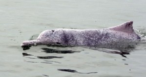 Delfines rosados podrían desaparecer de Hong Kong (Fotos)