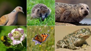 Especies en Reino Unido están en rápido declive