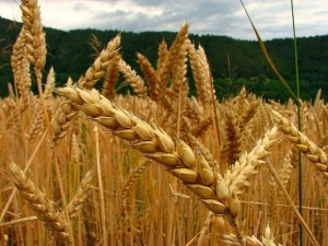 Científicos desarrollaron nuevo tipo de trigo