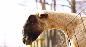 Imposible no reírse con estas cabras (Video + genial)